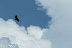 vautour africain / white-backed Vulture