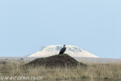 vautour oricou / lappet-faced vulture