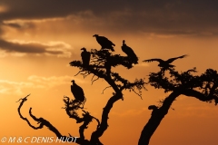 vautour africain / white-backed Vulture