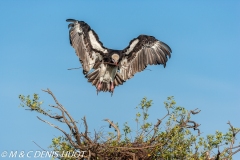 vautour à tête blanche / white-headed Vulture