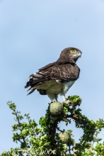 circaète / snake eagle