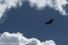 aigle des steppes / tawny eagle