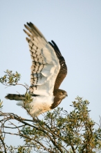 circaète / snake eagle