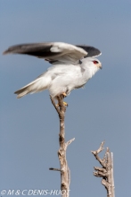 elanion blanc / black-shouldered kite
