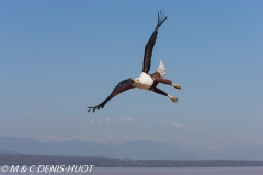 aigle pêcheur / fish eagle