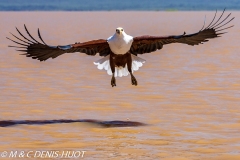 aigle pêcheur / fish eagle