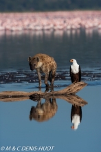 aigle pêcheur et hyène / fish eagle and hyena