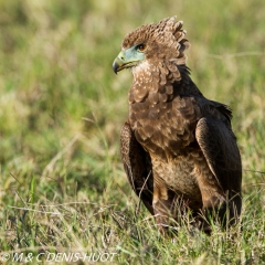 bateleur