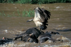 vautour africain / white-backed Vulture