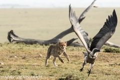 guepard et vautours / cheetah and vultures