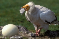 vautour percnoptère / egyptian vulture