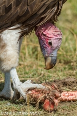 vautour oricou / lappet-faced vulture