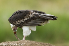 vautour à tête blanche / white-headed Vulture