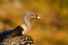 vautour de Rüppell / Rueppell's Griffon