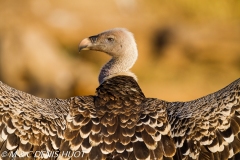 vautour de Rüppell / Rueppell's Griffon