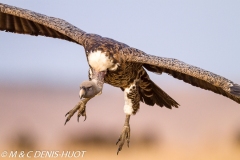 vautour africain / white-backed Vulture