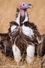 vautour oricou / lappet-faced vulture