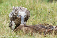 vautour de Rüppell / Rueppell's Griffon