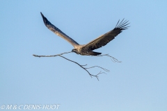 vautour africain / white-backed Vulture