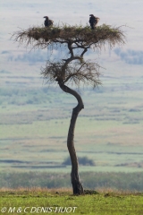 vautour oricou / lappet-faced vulture