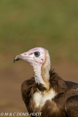 vautour charognard / hooded vulture