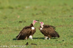 vautour charognard / hooded vulture