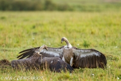 vautour africain / white-backed Vulture