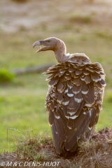 vautour de Rüppell / Rueppell's Griffon