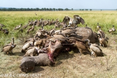 vautours / vultures