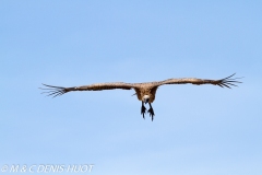 vautour africain / white-backed Vulture