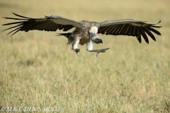 vautour africain / white-backed Vulture