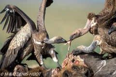 vautour africain / white-backed Vulture