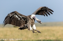 vautour de Rüppell / Rueppell's Griffon