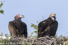 vautour oricou / lappet-faced vulture