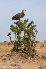 vautour oricou / lappet-faced vulture