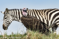 vautour oricou / lappet-faced vulture