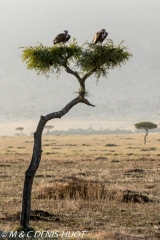 vautour oricou / lappet-faced vulture