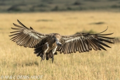 vautour africain / white-backed Vulture