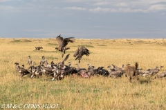 hyène et vautours / hyena and vultures