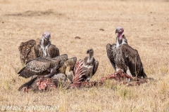 vautours / vultures