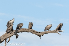 vautour africain / white-backed Vulture