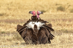 vautour oricou / lappet-faced vulture