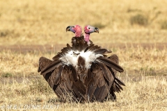 vautour oricou / lappet-faced vulture