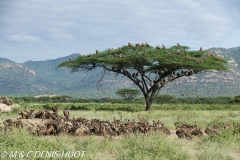 vautour africain / white-backed Vulture