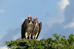 vautour oricou / lappet-faced vulture