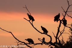 vautour africain / white-backed Vulture