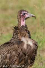 vautour charognard / hooded vulture