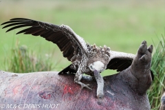 vautour de Rüppell / Rueppell's Griffon