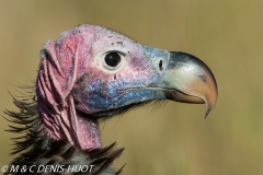 vautour oricou / lappet-faced vulture