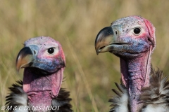 vautour oricou / lappet-faced vulture